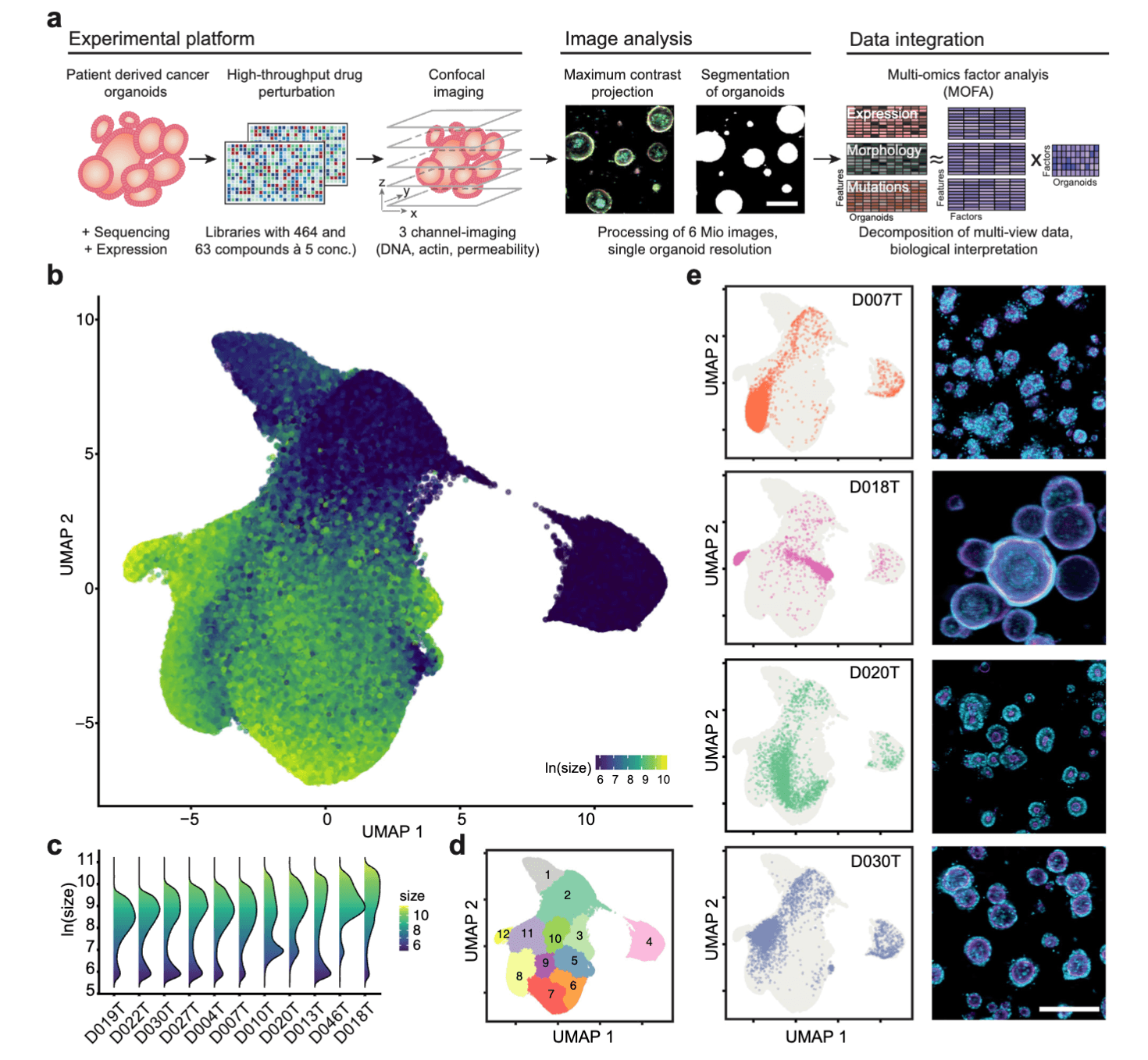 The drug-induced phenotypic landscape of colorectal cancer organoids